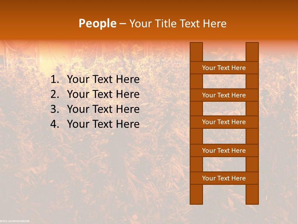 Indoor Hydroponic Medical Cannabis PowerPoint Template