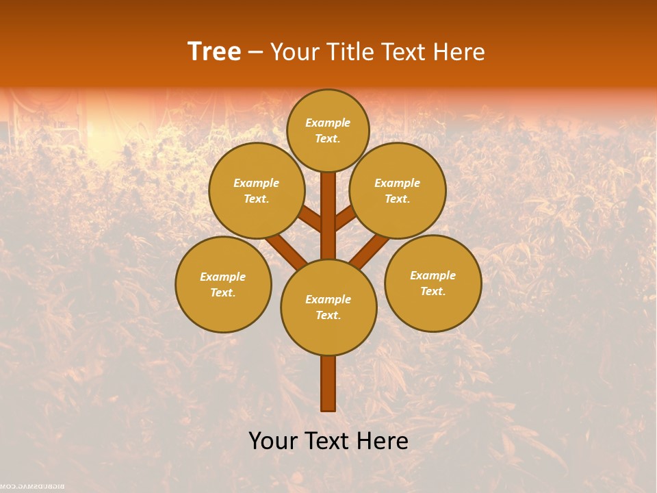 Indoor Hydroponic Medical Cannabis PowerPoint Template