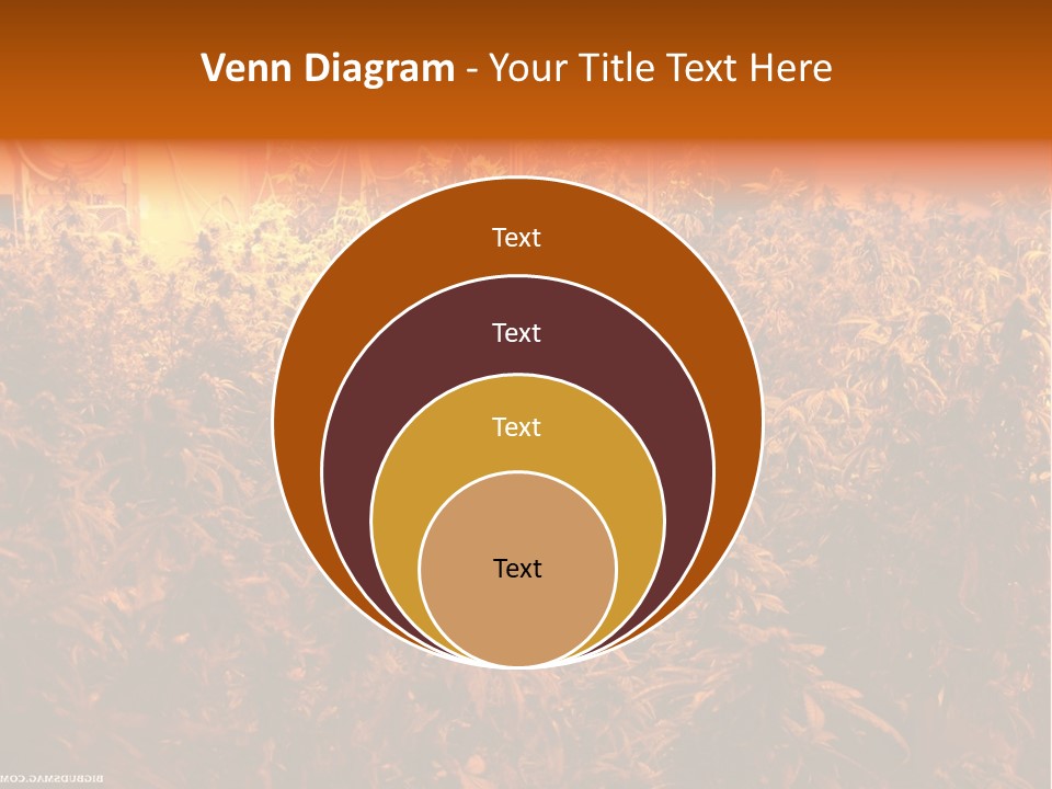 Indoor Hydroponic Medical Cannabis PowerPoint Template