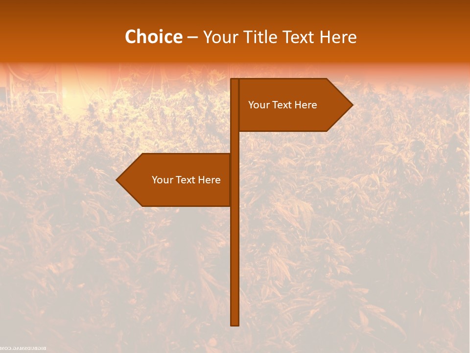 Indoor Hydroponic Medical Cannabis PowerPoint Template