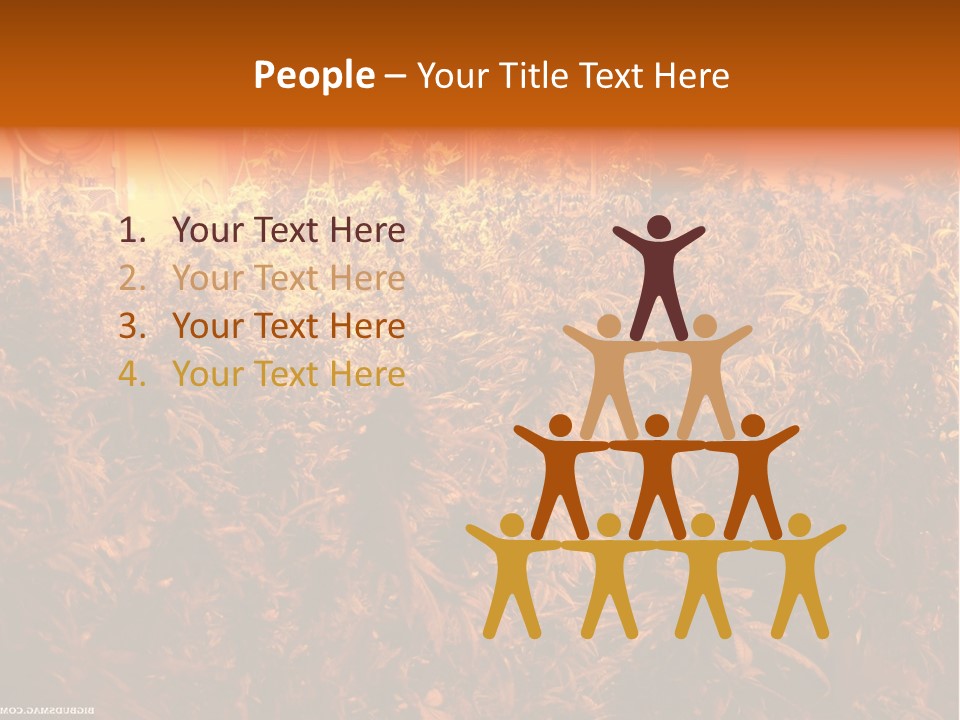 Indoor Hydroponic Medical Cannabis PowerPoint Template