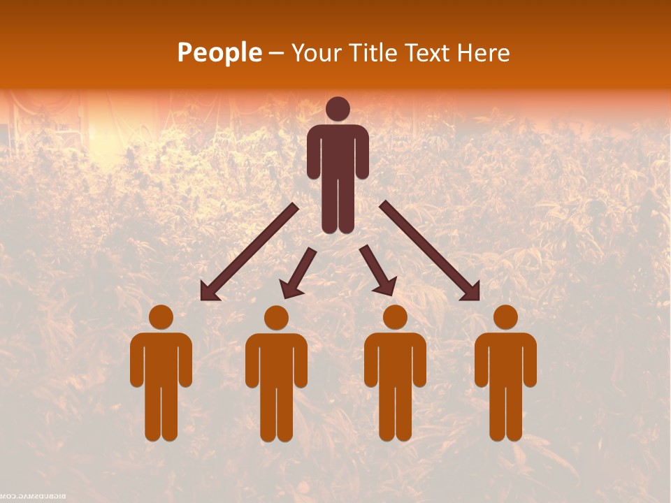 Indoor Hydroponic Medical Cannabis PowerPoint Template