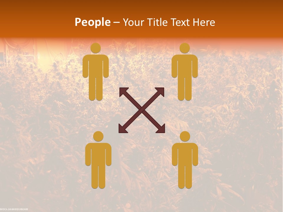 Indoor Hydroponic Medical Cannabis PowerPoint Template