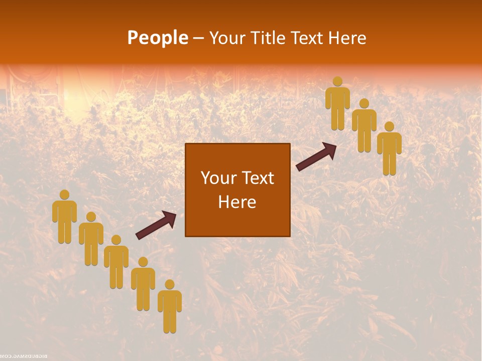 Indoor Hydroponic Medical Cannabis PowerPoint Template