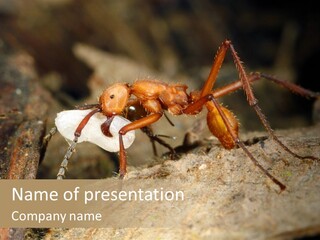 Army Ant Worker Carrying A Larva PowerPoint Template