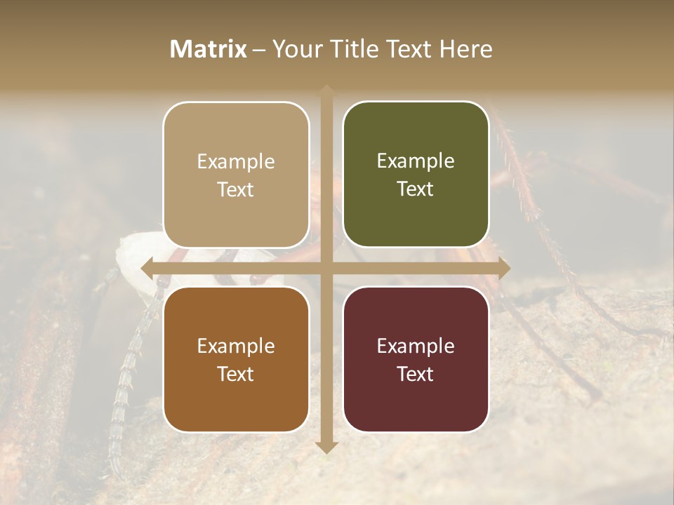 Army Ant Worker Carrying A Larva PowerPoint Template