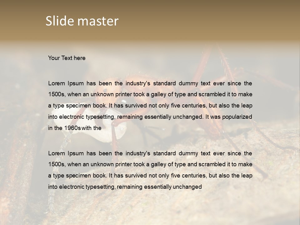 Army Ant Worker Carrying A Larva PowerPoint Template