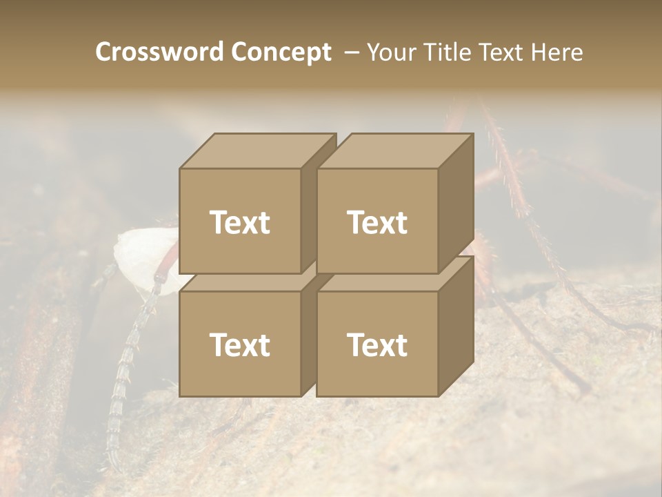 Army Ant Worker Carrying A Larva PowerPoint Template