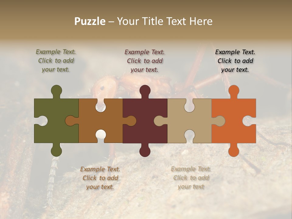 Army Ant Worker Carrying A Larva PowerPoint Template