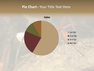 Army Ant Worker Carrying A Larva PowerPoint Template