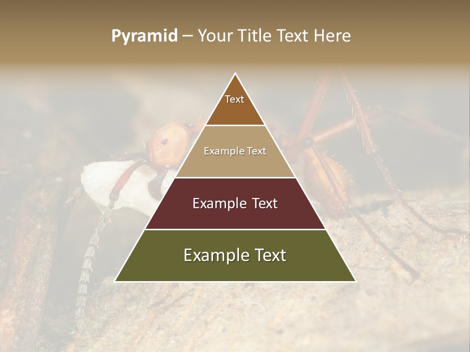 Army Ant Worker Carrying A Larva PowerPoint Template
