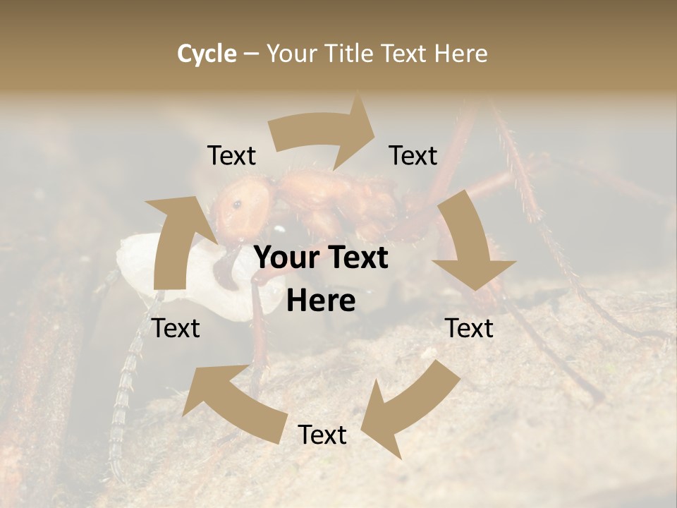 Army Ant Worker Carrying A Larva PowerPoint Template