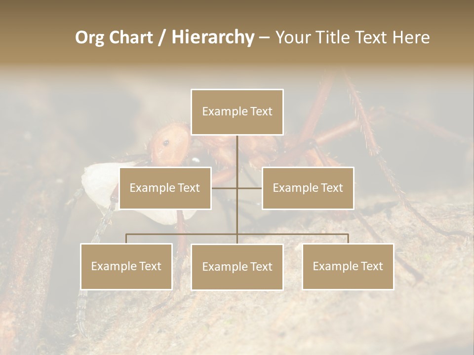 Army Ant Worker Carrying A Larva PowerPoint Template