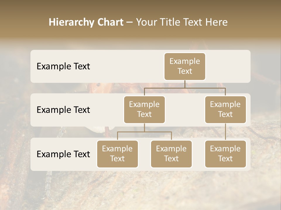 Army Ant Worker Carrying A Larva PowerPoint Template