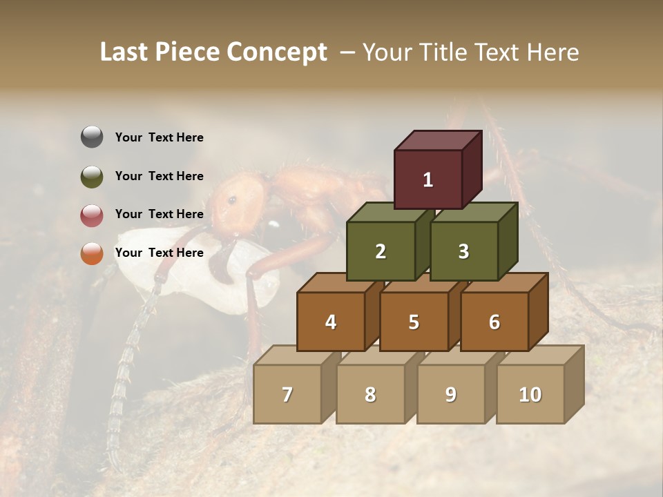 Army Ant Worker Carrying A Larva PowerPoint Template