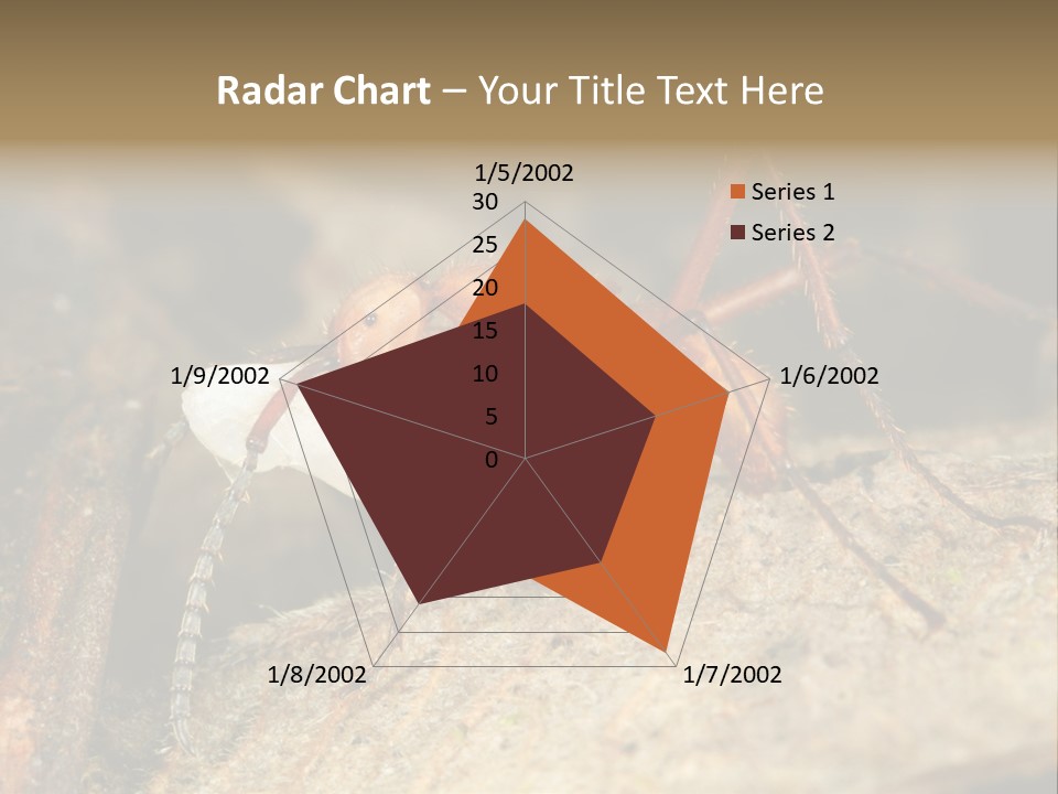 Army Ant Worker Carrying A Larva PowerPoint Template