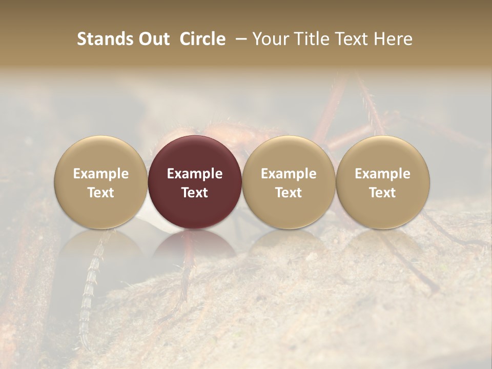 Army Ant Worker Carrying A Larva PowerPoint Template