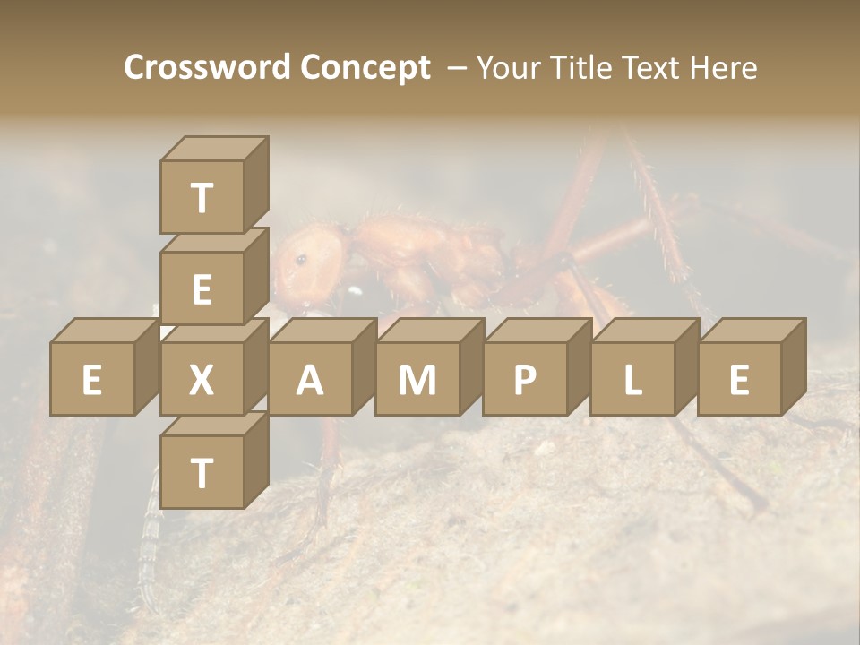 Army Ant Worker Carrying A Larva PowerPoint Template