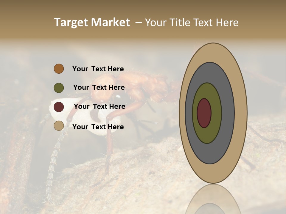 Army Ant Worker Carrying A Larva PowerPoint Template