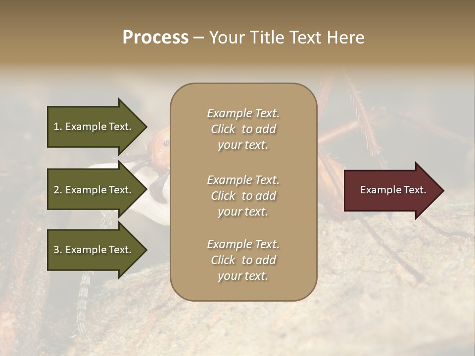 Army Ant Worker Carrying A Larva PowerPoint Template