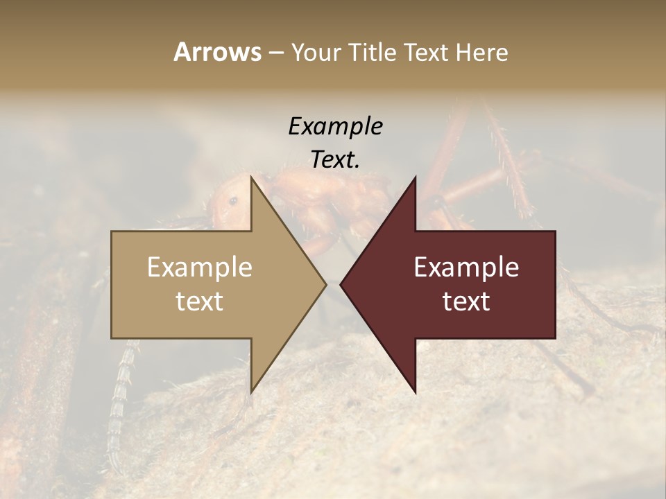 Army Ant Worker Carrying A Larva PowerPoint Template
