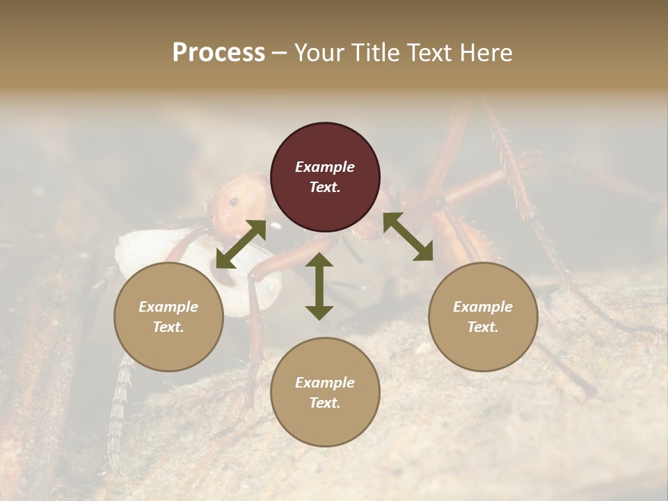 Army Ant Worker Carrying A Larva PowerPoint Template