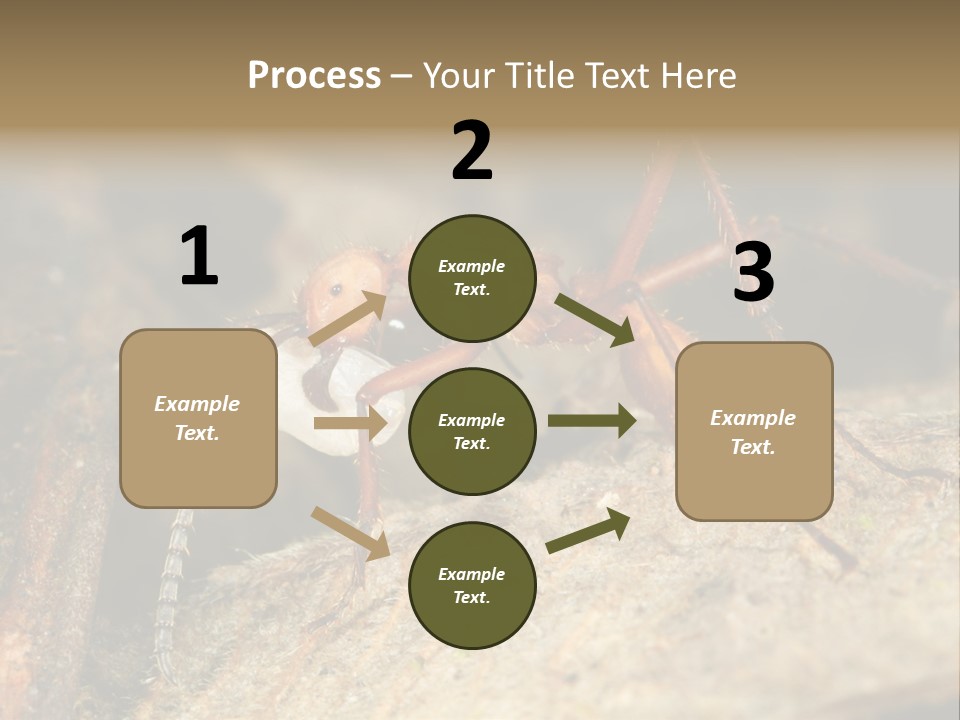 Army Ant Worker Carrying A Larva PowerPoint Template