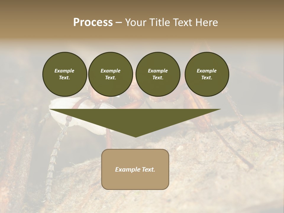 Army Ant Worker Carrying A Larva PowerPoint Template