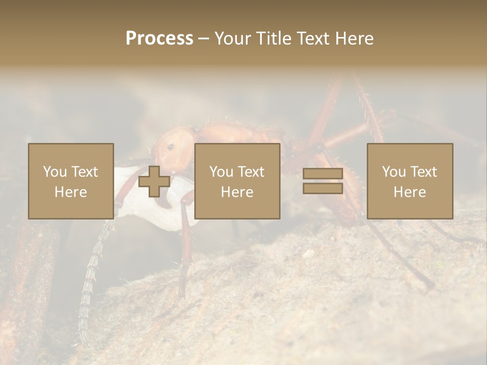 Army Ant Worker Carrying A Larva PowerPoint Template