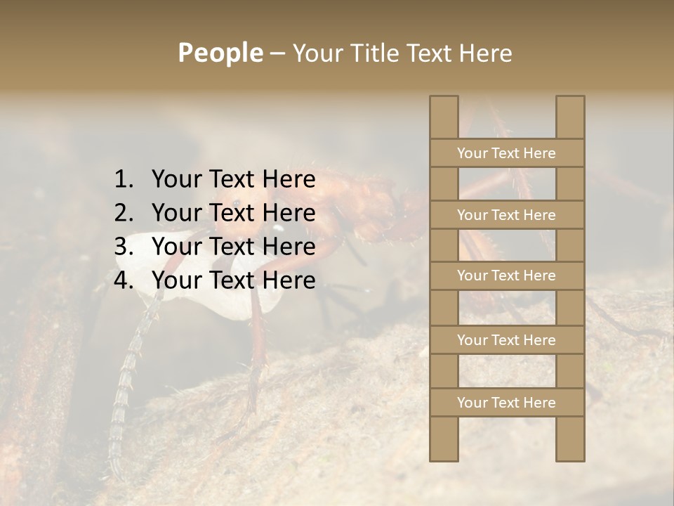 Army Ant Worker Carrying A Larva PowerPoint Template