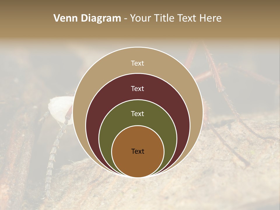 Army Ant Worker Carrying A Larva PowerPoint Template