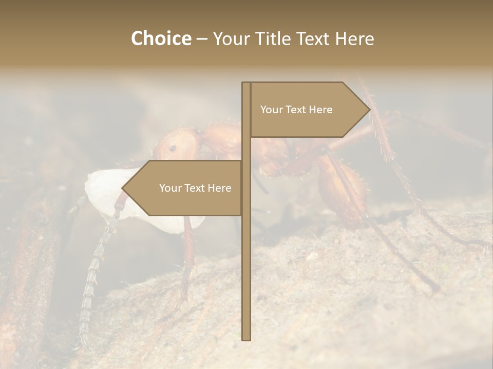 Army Ant Worker Carrying A Larva PowerPoint Template