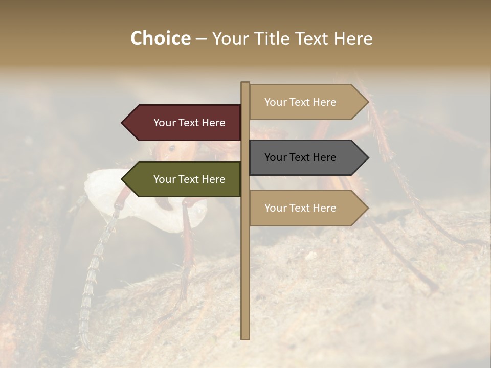 Army Ant Worker Carrying A Larva PowerPoint Template