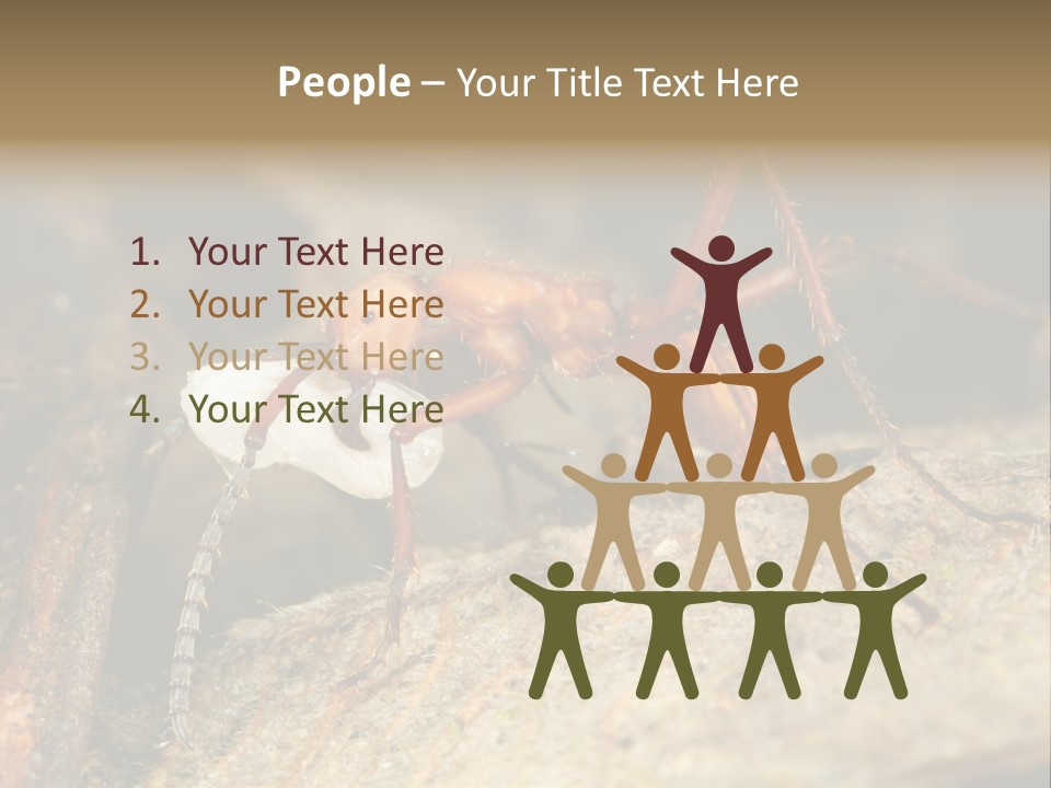 Army Ant Worker Carrying A Larva PowerPoint Template