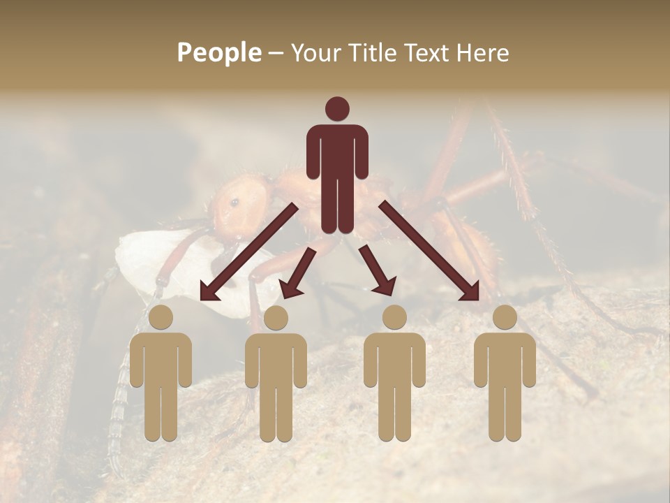 Army Ant Worker Carrying A Larva PowerPoint Template