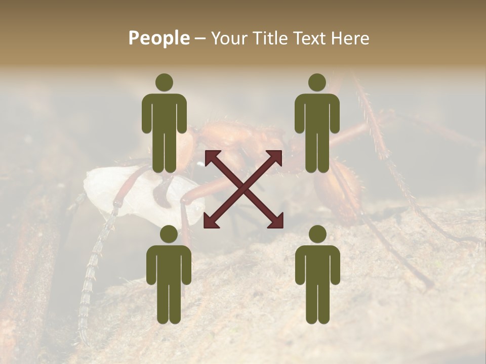 Army Ant Worker Carrying A Larva PowerPoint Template