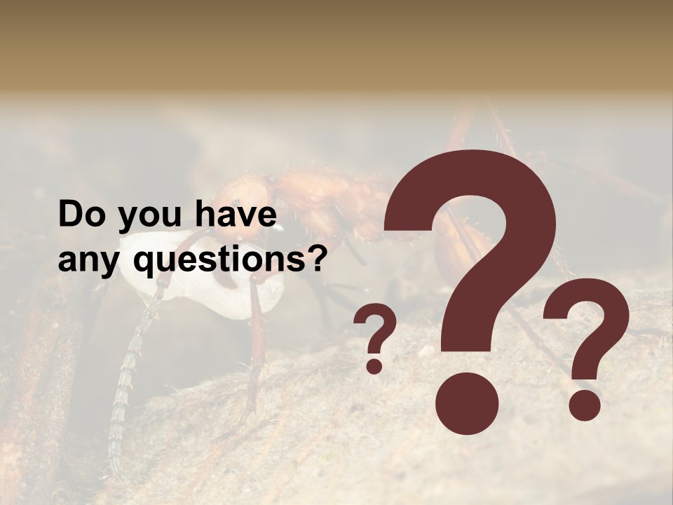 Army Ant Worker Carrying A Larva PowerPoint Template