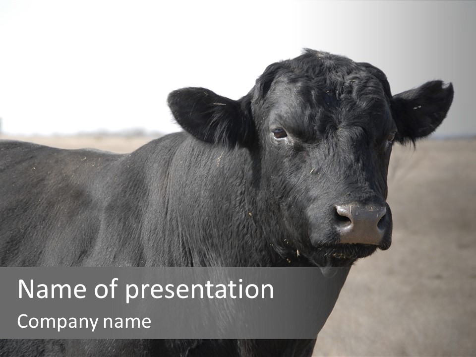 Black Angus Cow In A Pasture. PowerPoint Template