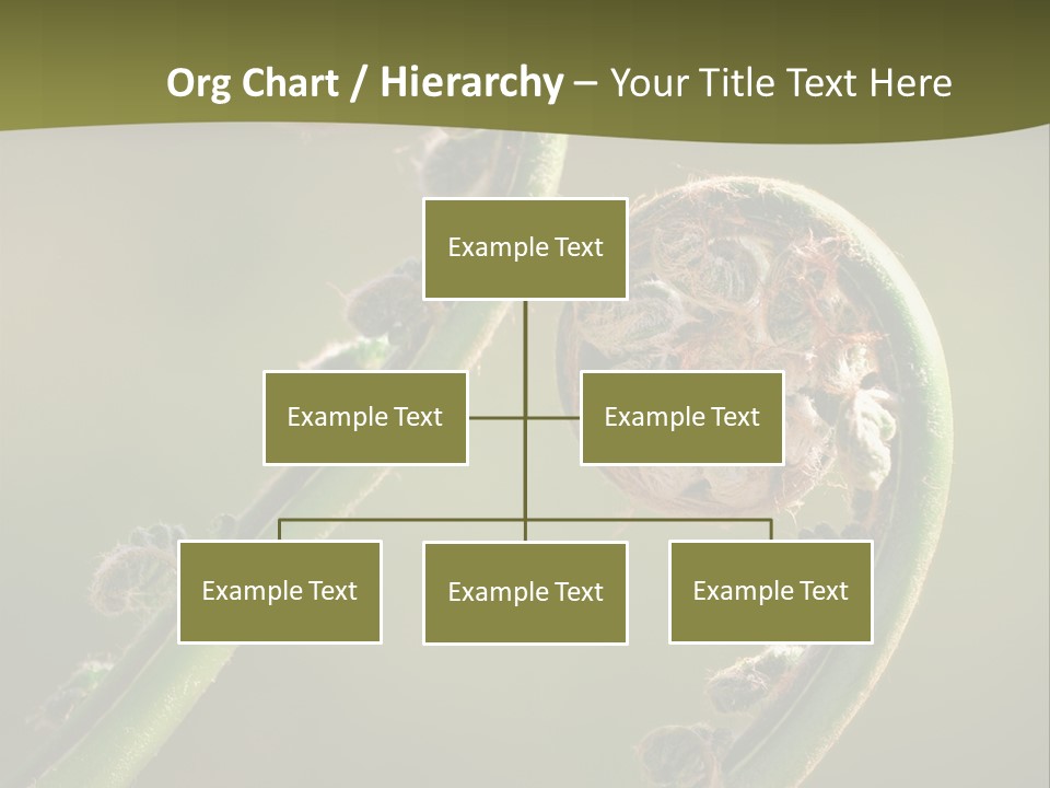 Two Green Fiddleheads On A Woodland Fern In Spring PowerPoint Template