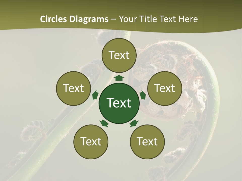 Two Green Fiddleheads On A Woodland Fern In Spring PowerPoint Template