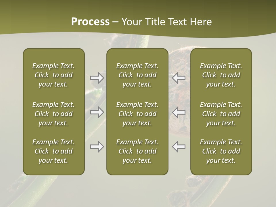 Two Green Fiddleheads On A Woodland Fern In Spring PowerPoint Template