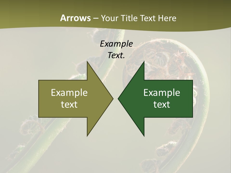 Two Green Fiddleheads On A Woodland Fern In Spring PowerPoint Template