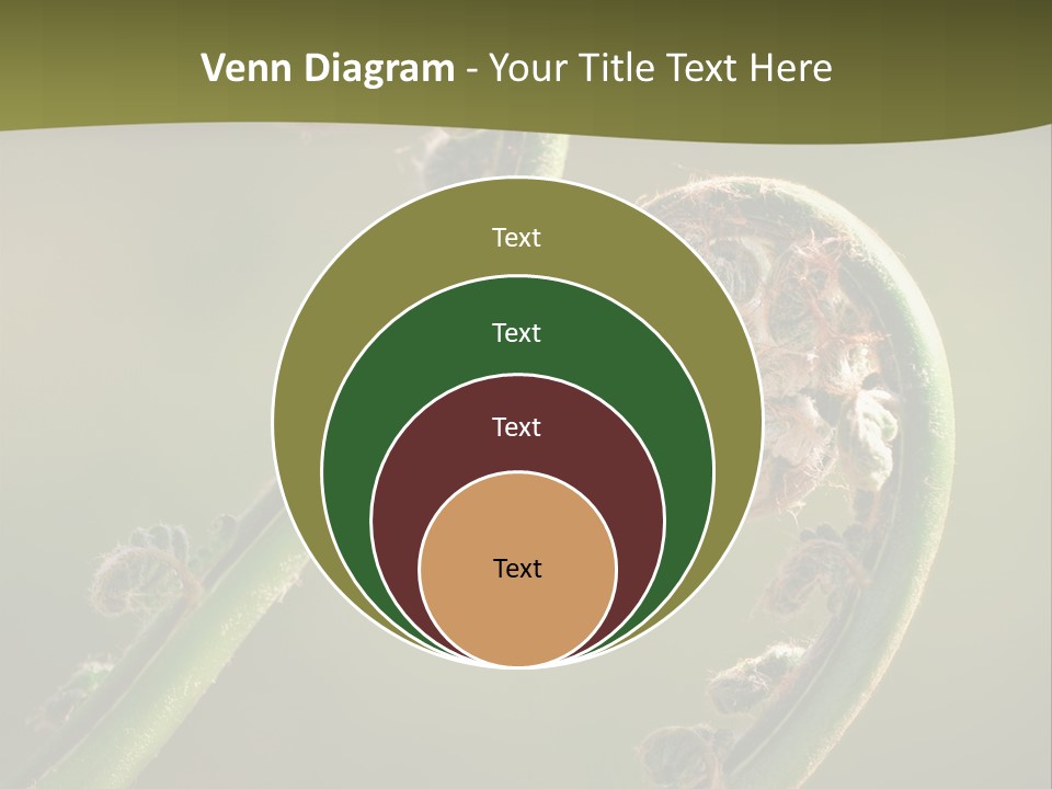 Two Green Fiddleheads On A Woodland Fern In Spring PowerPoint Template