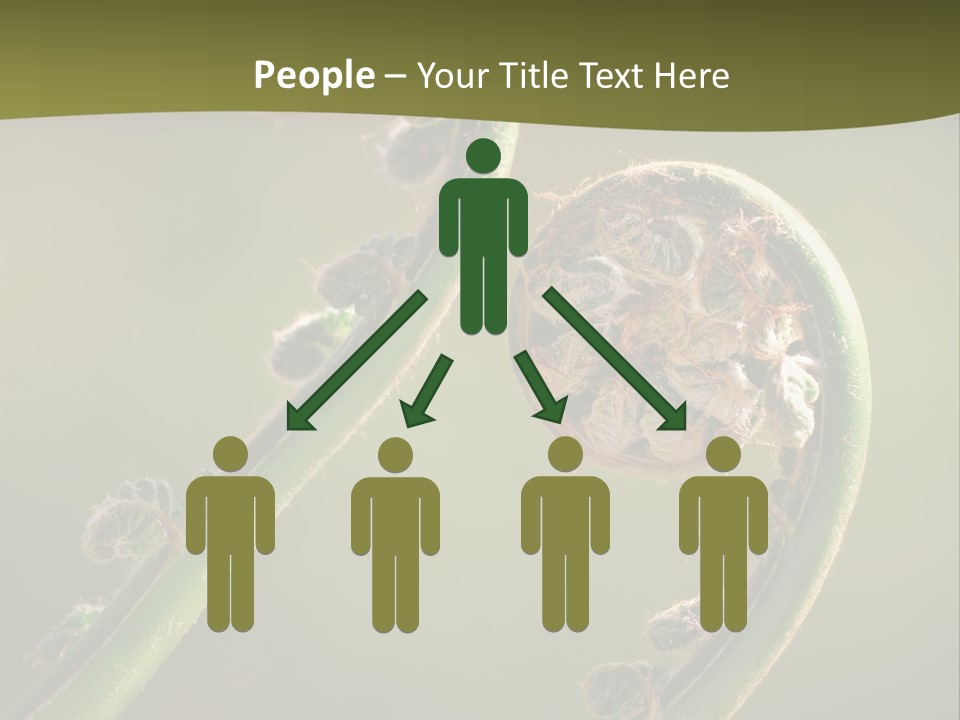 Two Green Fiddleheads On A Woodland Fern In Spring PowerPoint Template