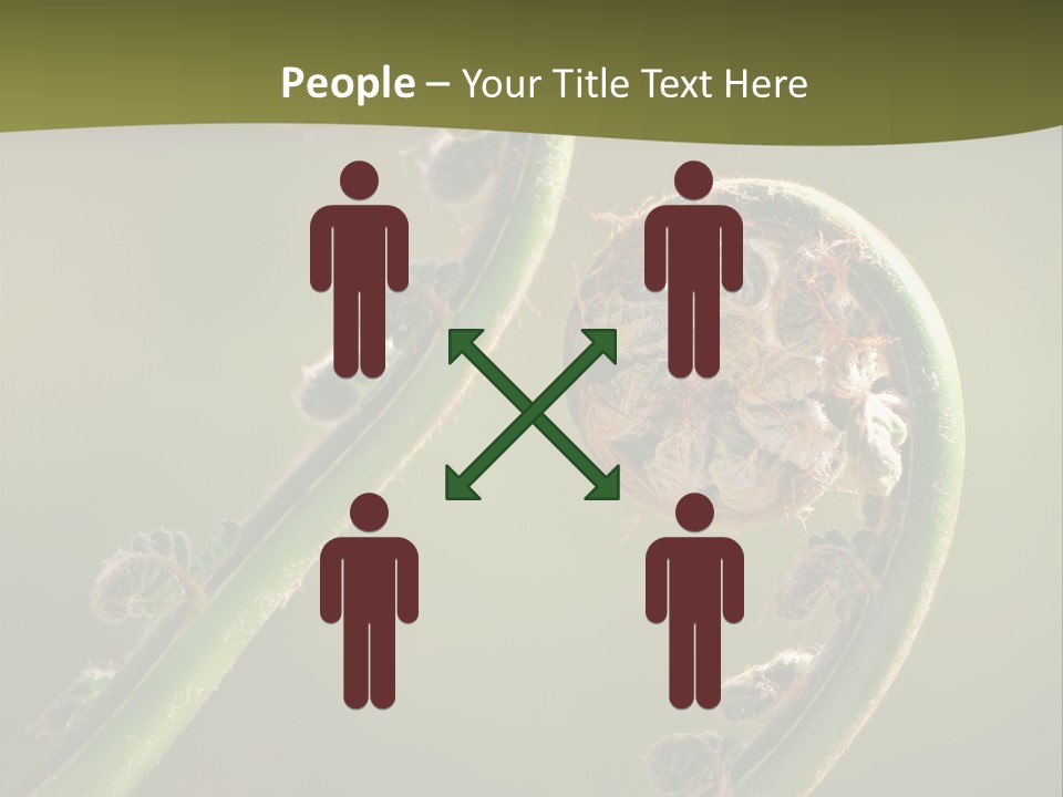 Two Green Fiddleheads On A Woodland Fern In Spring PowerPoint Template