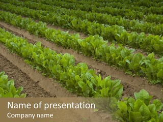 Field Of Lettuce PowerPoint Template