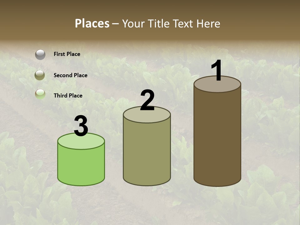 Field Of Lettuce PowerPoint Template