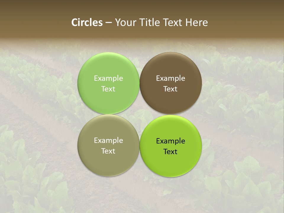 Field Of Lettuce PowerPoint Template