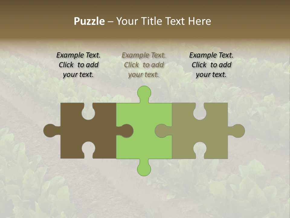 Field Of Lettuce PowerPoint Template