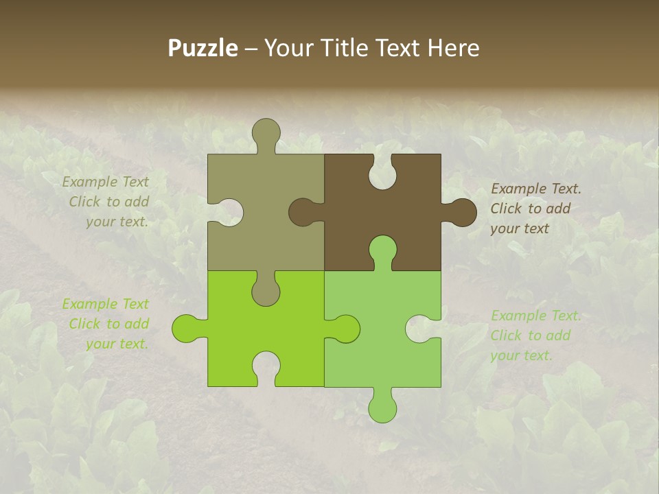 Field Of Lettuce PowerPoint Template